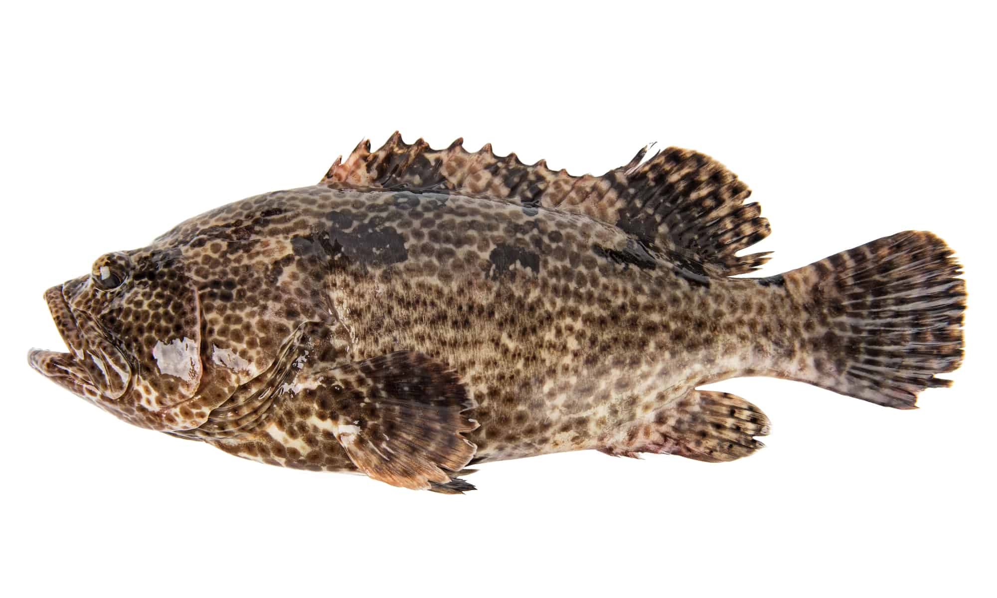 Hundred Tiger grouper