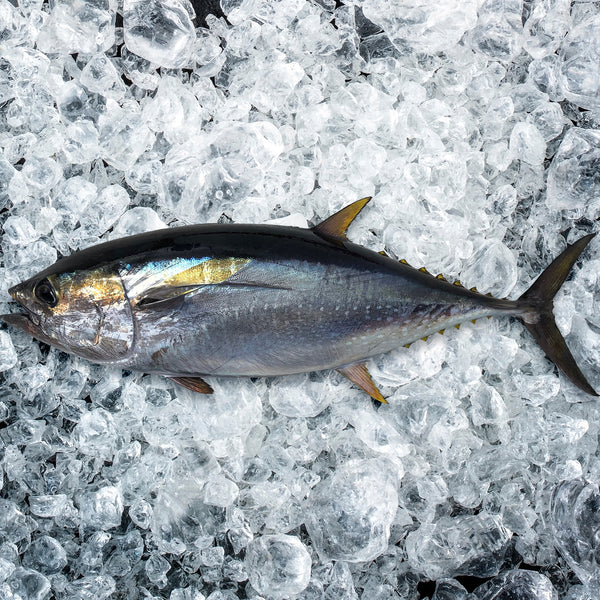 Yellowfin Tuna