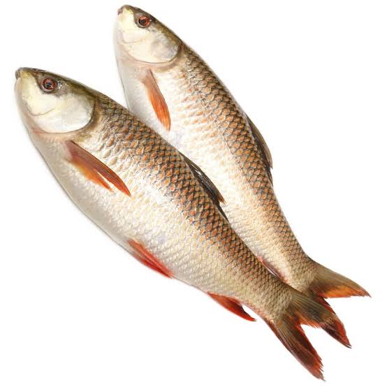 Fresh Rohu