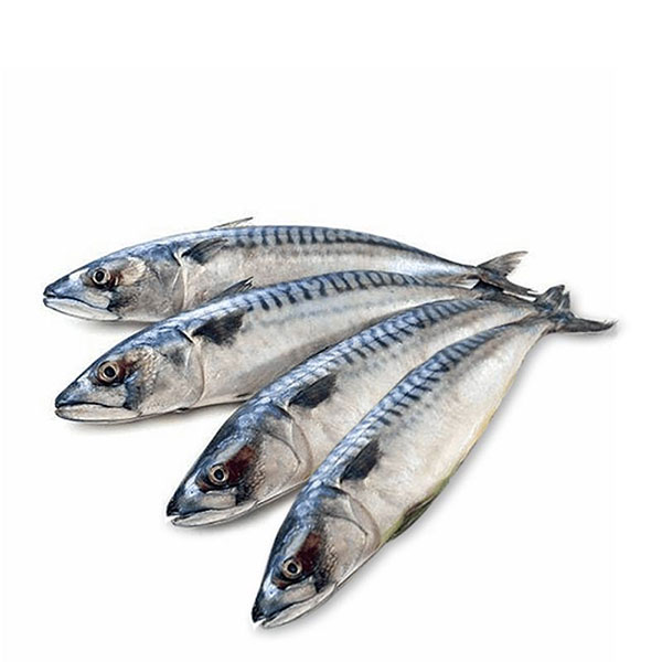 King Fish