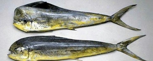 Mahi Mahi