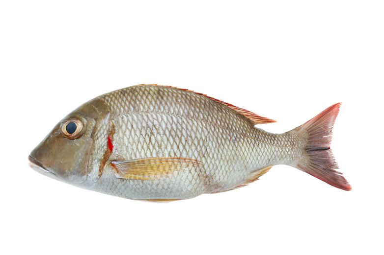 white Snapper