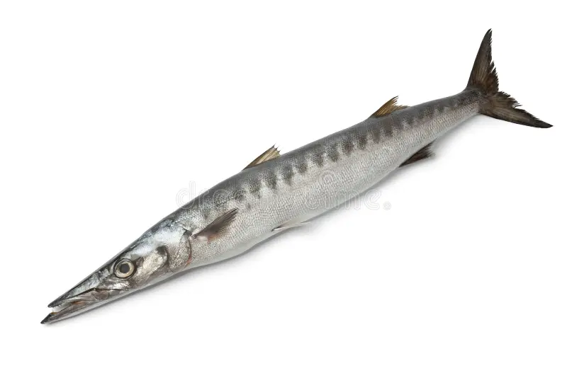 Barracuda